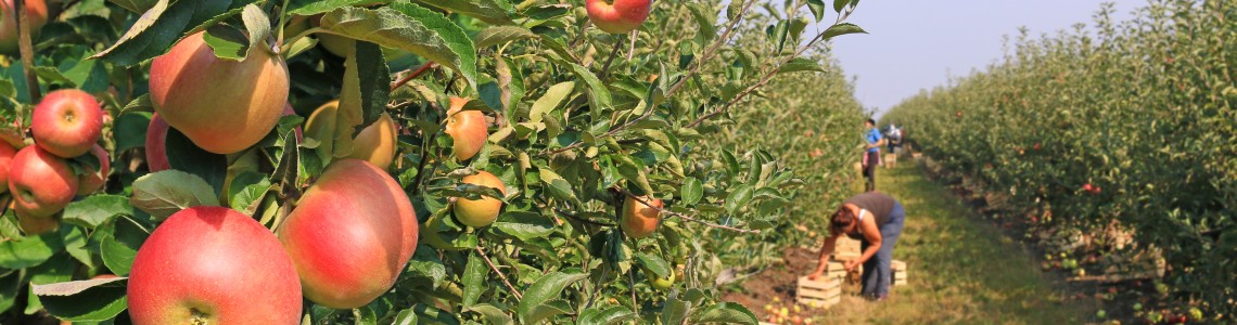 Pomicultură