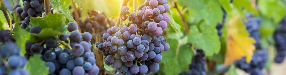 Viticultură