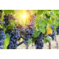 Viticultură